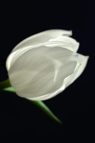 Einzelne weiße Tulpe auf schwarzem Hintergrund — Stockfoto