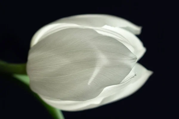 Einzelne weiße Tulpe auf schwarzem Hintergrund — Stockfoto