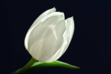 Siyah arkaplanda tek beyaz lale