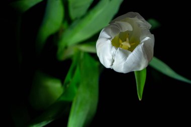 Siyah üstteki beyaz lale seçici odak noktası