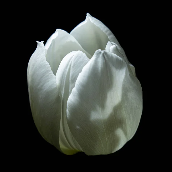 Weiße Tulpe Auf Schwarzer Draufsicht Selektiver Fokus — Stockfoto