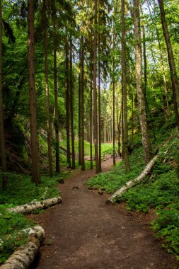 Baharda orman. Taze yeşil renkli yapraklar. Kavisli orman yolu. Güzel, yüksek ağaç gövdesi ve güneş ışığı..