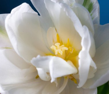 Büyük, güzel, çiçek açan, mavi arka planda beyaz şakayık laleler.