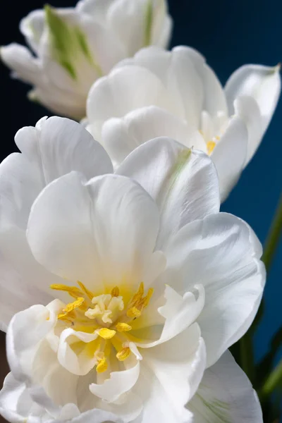 Große Schöne Blühende Weiße Tulpen Auf Blauem Hintergrund — Stockfoto