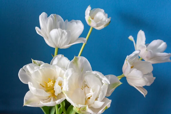 Grote Mooie Bloeiende Witte Pioenroos Tulpen Blauwe Achtergrond — Stockfoto