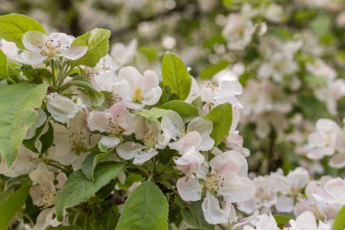 Apple blossom nature background spring flowers
