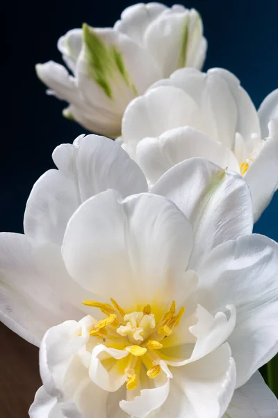 Große Schöne Blühende Weiße Tulpen Auf Blauem Hintergrund — Stockfoto