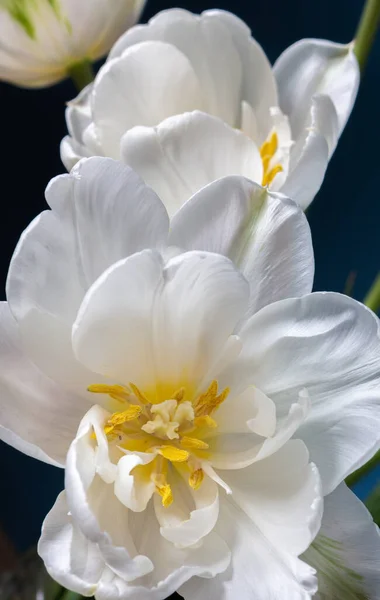 Grote Mooie Bloeiende Witte Pioenroos Tulpen Blauwe Achtergrond — Stockfoto