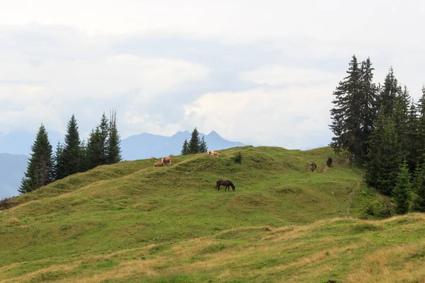 Panorama Utsikt Med Alpina Berg Betande Nötkreatur Och Hästar Salzburgerland — Stockfoto