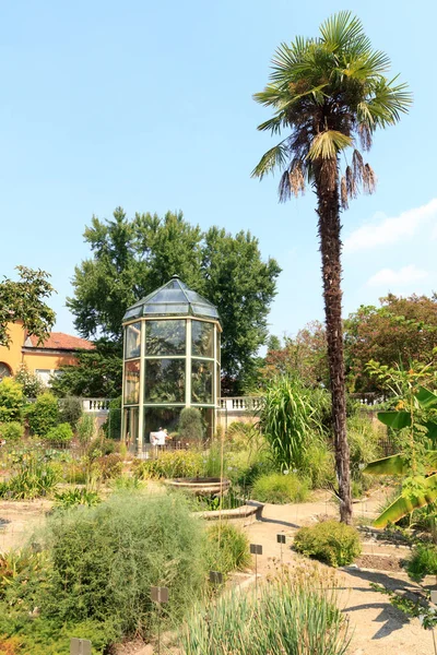 Planta Vieja Goethe Palm Invernadero Jardín Botánico Orto Botanico Padua — Foto de Stock