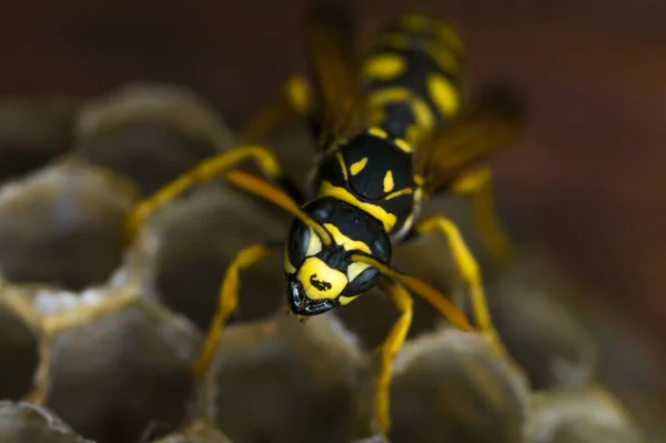 Макро осы на своем осином гнезде — стоковое фото