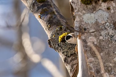 Bird on a branch. Bigia Tit. Gray tit. Tit jumping on the branches.