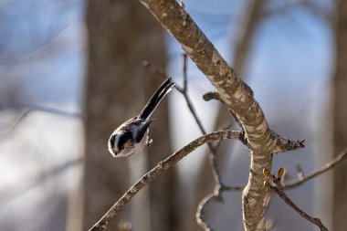 Bird on a branch. Bigia Tit. Gray tit. Tit jumping on the branches.