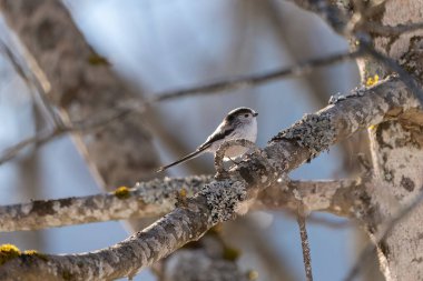 Bird on a branch. Bigia Tit. Gray tit. Tit jumping on the branches.