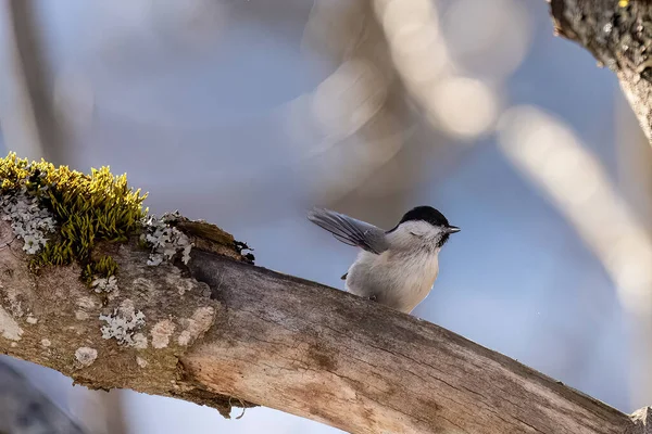 Bird Branch Bigia Tit Gray Tit Tit Jumping Branches — Foto de Stock