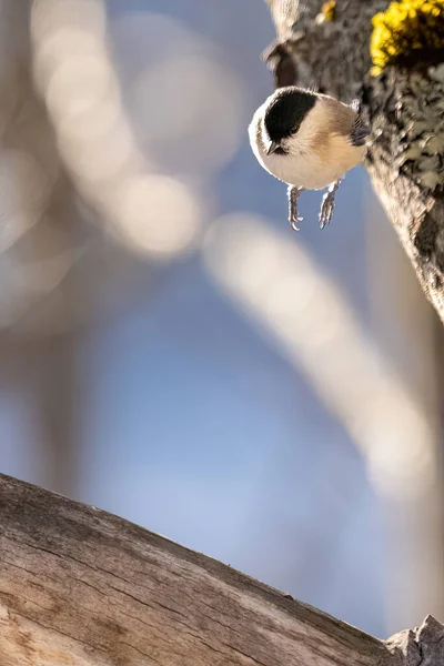 Bird Branch Bigia Tit Gray Tit Tit Jumping Branches — Photo