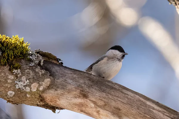 Bird Branch Bigia Tit Gray Tit Tit Jumping Branches — Photo