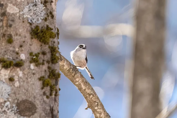 Bird Branch Bigia Tit Gray Tit Tit Jumping Branches — Photo