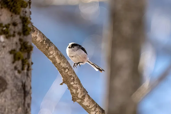 Bird Branch Bigia Tit Gray Tit Tit Jumping Branches — Photo