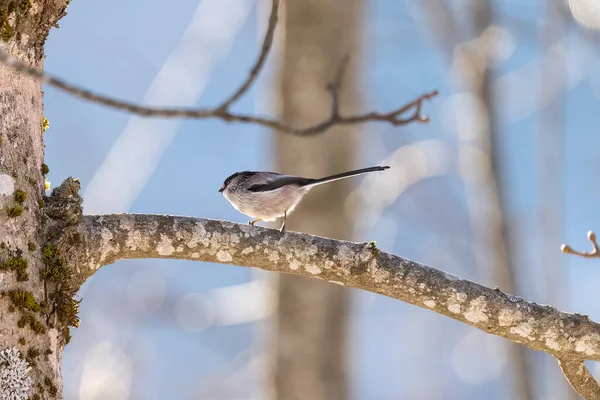 Bird Branch Bigia Tit Gray Tit Tit Jumping Branches — Photo