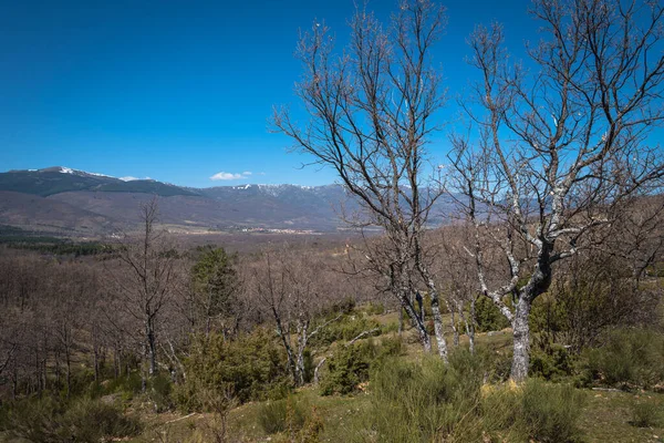 Árvores Nuas Uma Floresta Montanha Picos Nevados Fundo Rascafria Madrid — Fotografia de Stock