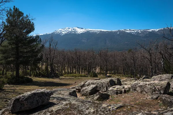 Árvores Nuas Uma Floresta Montanha Picos Nevados Fundo Rascafria Madrid — Fotografia de Stock