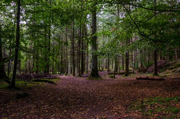 Лес Зелеными Деревьями Красноватой Земле — стоковое фото