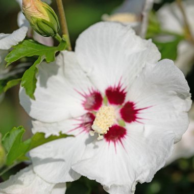 Beyaz çiçek açan amberçiçeği yakın planda.