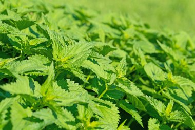 Büyük ısırgan otu, Urtica dioica, baharda