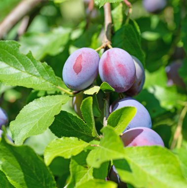 Olgun ev erikleri, Prunus domestica, ağaçta