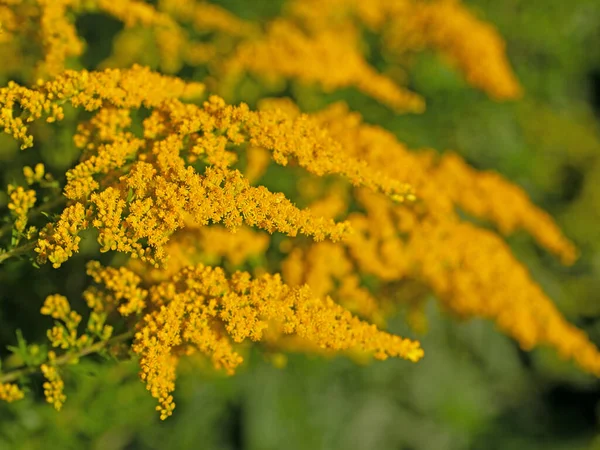 Flowering Goldrute Solidago Close — Stock Photo, Image