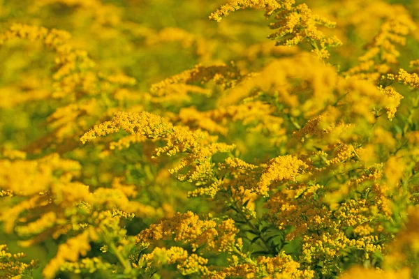 Flowering Goldrute Solidago Close — Stock Photo, Image