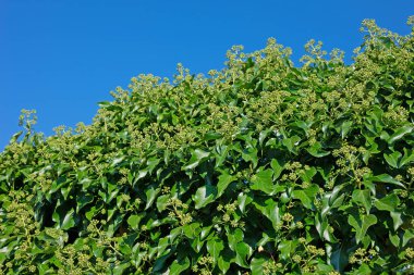 Çiçek tomurcukları olan sıradan sarmaşık, Hedera sarmaşığı.