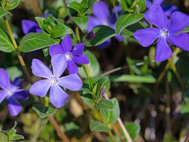 Mavi çiçekli menekşe, Vinca, baharda.