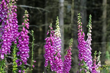 Çiçekli kırmızı yüksükotu, Digitalis purpurea, ormanda