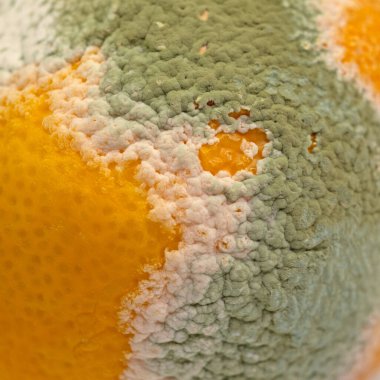 Limonlu küf, yakın plan