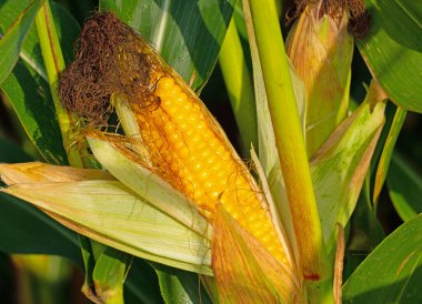 Olgun sebze mısırı hasat zamanı