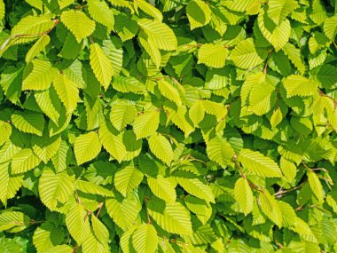 Hornbeam 'in genç yaprakları, Carpinus betulus