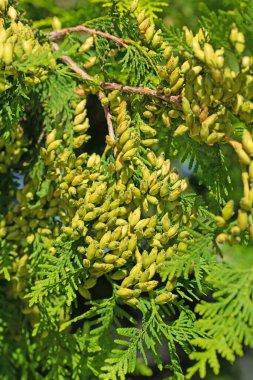 Arborvitae, Thuja batısında dişi koniler var.