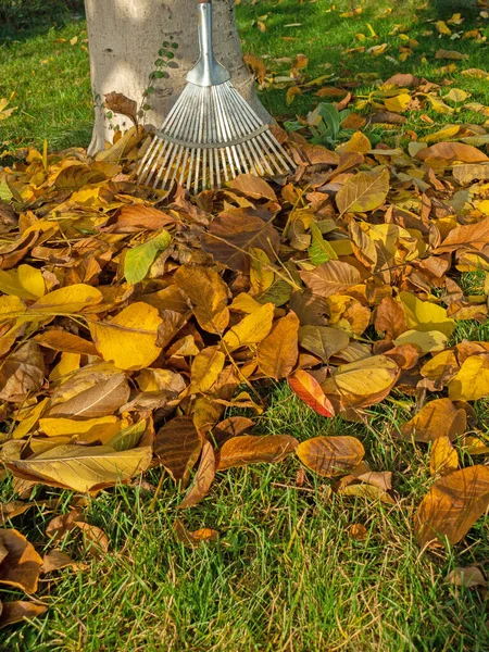 Hojas Coloridas Otoño Con Rastrillo Octubre Dorado —  Fotos de Stock