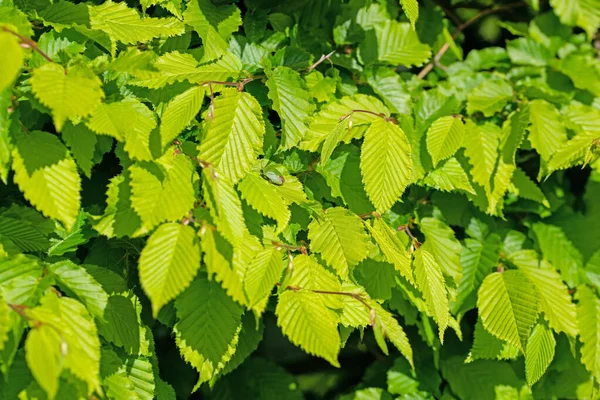 Hojas Jóvenes Carpe Carpinus Betulus — Foto de Stock