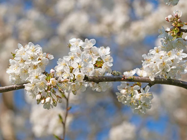 꽃피는 벚나무 러스아 — 스톡 사진