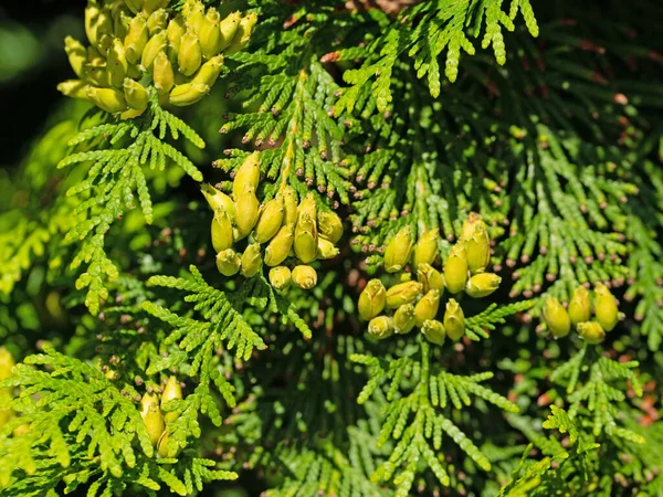 Női Tobozok Nyugati Arborvitae Thuja Occidentalis — Stock Fotó