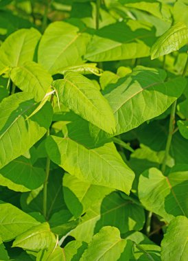 Japon düğüm otunun genç yaprakları, Fallopia japonica