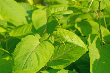 Japon düğüm otunun genç yaprakları, Fallopia japonica