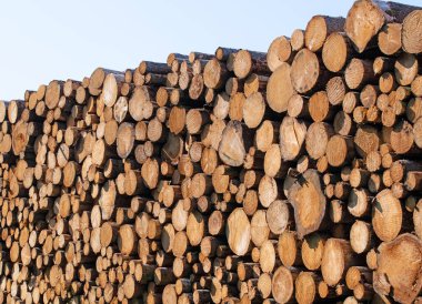 Yığılmış ladin sandıkları yakın planda.