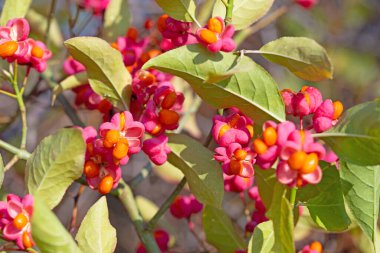 Spindle çalılarının meyveleri, Euonymus europaeus