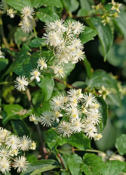 Virágzó Közönséges Clematis Clematis Vitalba — Stock Fotó