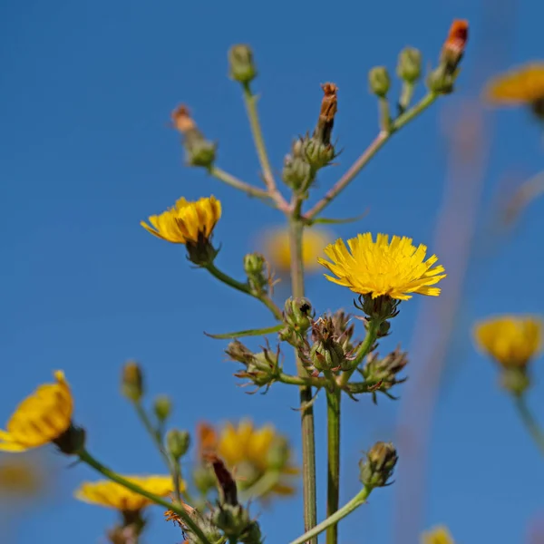 Blommande Hökweed Hieracium Närbild — Stockfoto