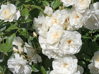 Bahçede açan beyaz asil güller